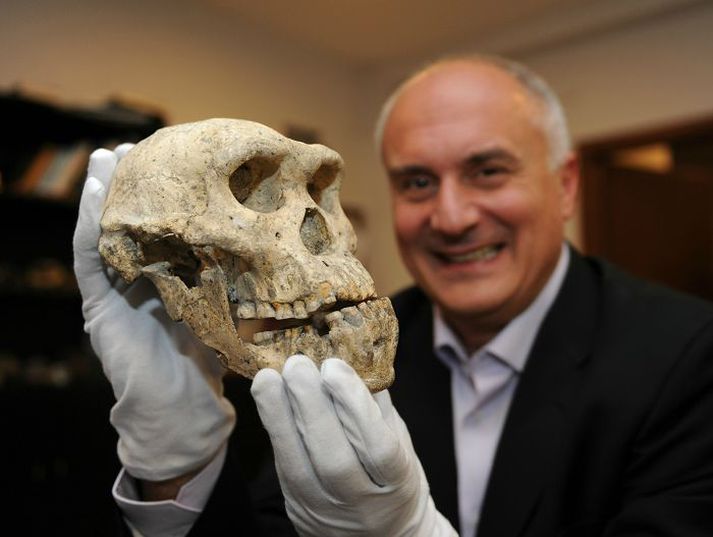 Heilleg hauskúpa David Lordkipanidze, sérfræðingur Þjóðminjasafns Georgíu, sýnir heillega hauskúpu fornmanns sem var uppi fyrir um 1,8 milljónum ára. nordicphotos/AFP