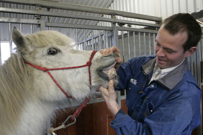 Hætta er á að dýralæknalaust verði á víða um land. 