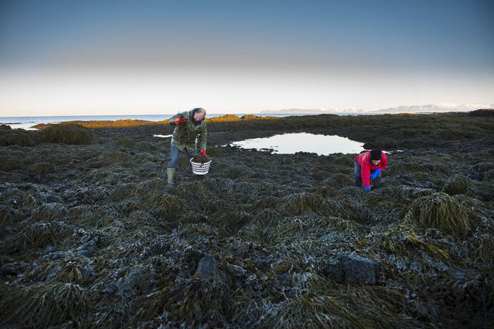 Handskera þarf blöðruþangið og gæta vel að því að taka ekki of mikið á hverjum stað.