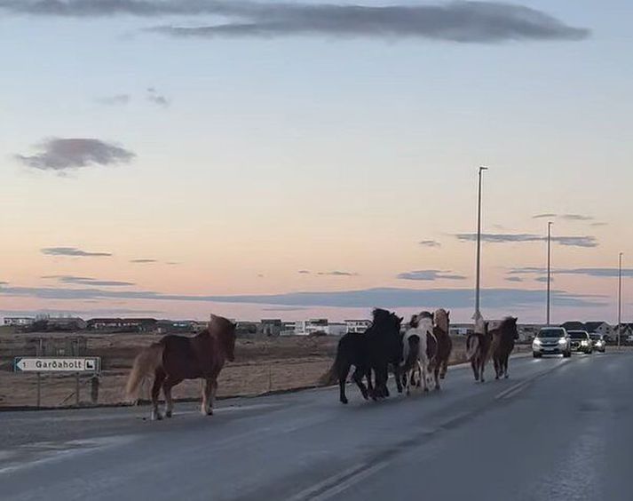 Hrossin sveigðu inn á Álftanesveg af einum afleggjaranum.