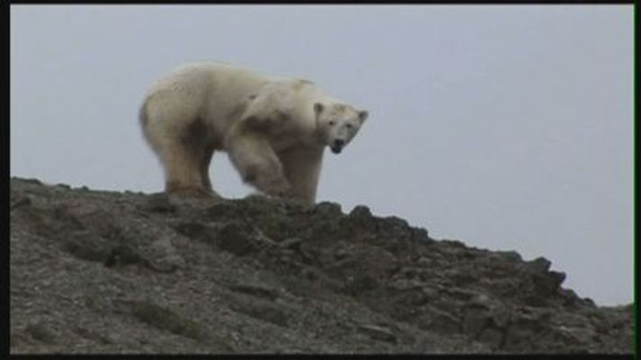 Tveir ísbirnir hafa þegar verið felldir á Skaga, annar á Þverárfjalli og hinn við Hraun á Skaga.