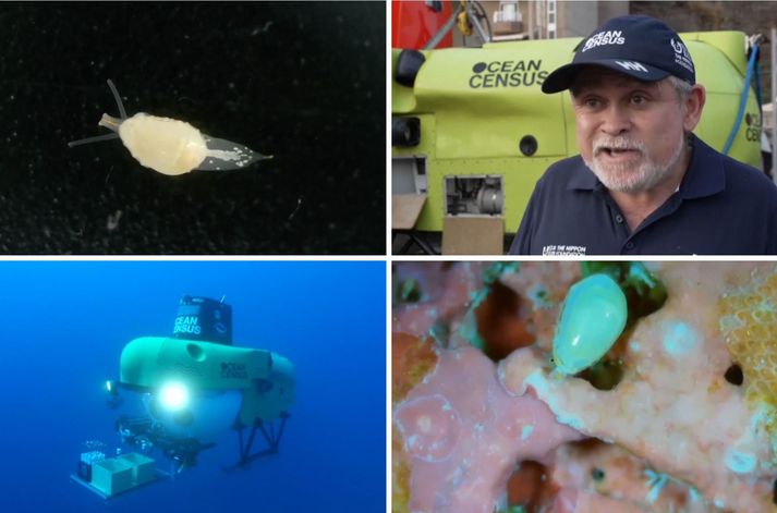 Vísindamenn Ocean Census hafa uppgötvað tugi nýrra lífvera við Tenerife. Þeir segjast hins vegar vera í kapphlaupi við tímann vegna þess að fjöldi dýra séu í útrýmingarhættu af völdum hnattrænnar hlýnunar og áhrifa mannsins.