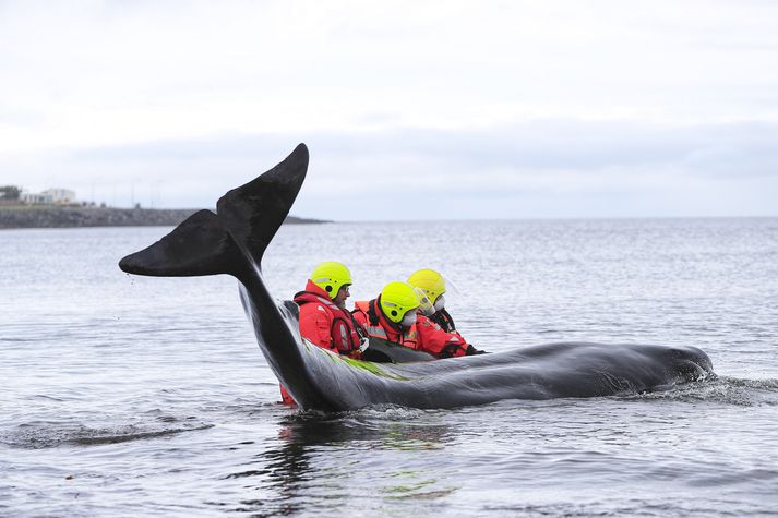 Björgunarsveitarfólk reyndi að hjálpa hvalnum.