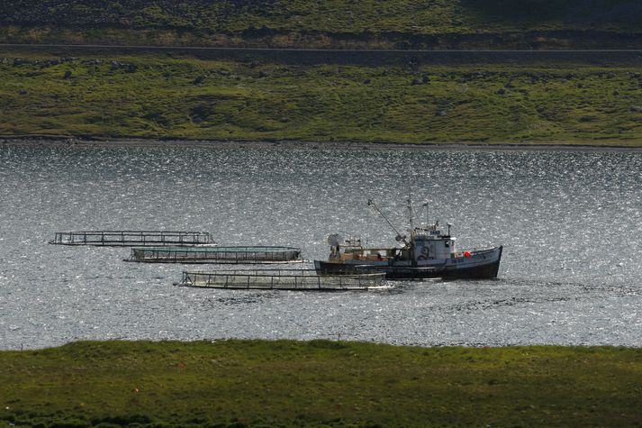 Fiskeldi í Súðavík