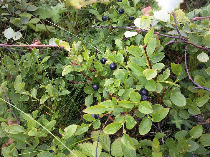 Hætt er við að frostið hafi komið illa niðri á berjum sem enn á eftir að tína.