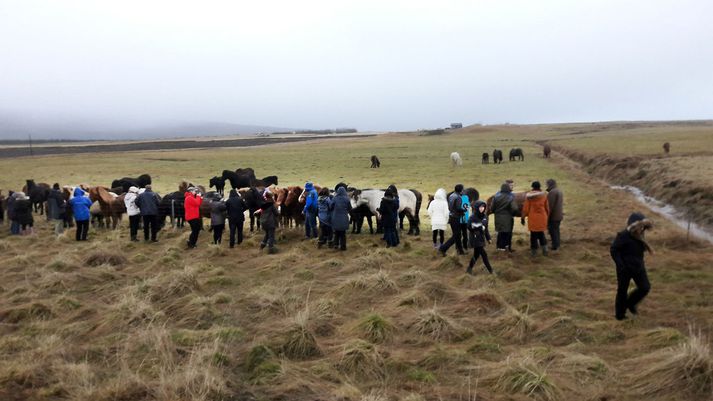 Margeir segir á annað hundrað ferðamanna stansa daglega til að klappa og gefa hrossum hans.