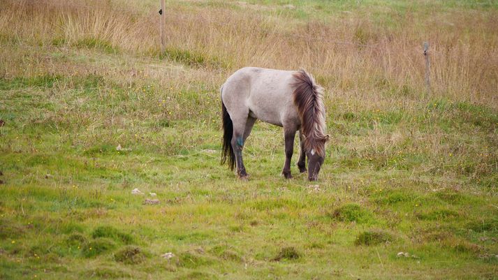 Dýraverndunarsamtökin fylgdust með þessari meri slasaðri í fjóra daga, áður en hún var tekin inn í hús. 