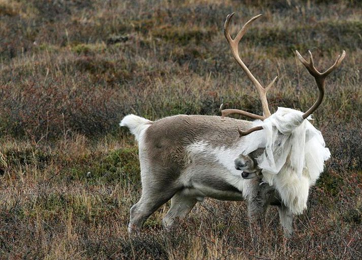 Girðingar hafa flækst nokkuð fyrir hreindýrum í haust.