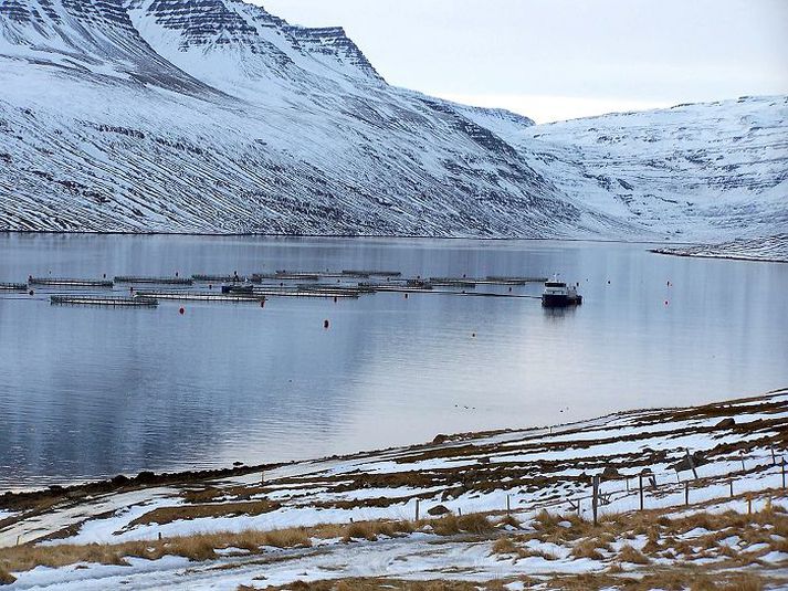 Formaður NASF segir fyrirhugað laxeldi á Patreksfirði skila úrgangi á við 400 til 500 þúsund manns. Myndin sýnir laxeldi Í Mjóafirði.