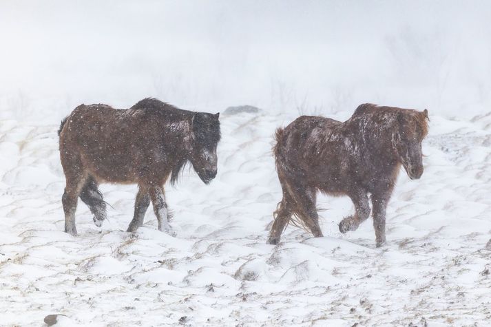 Búist er við talsverðri snjókomu á Suðvesturlandi sem mun byrja í nótt. Myndin er úr safni.