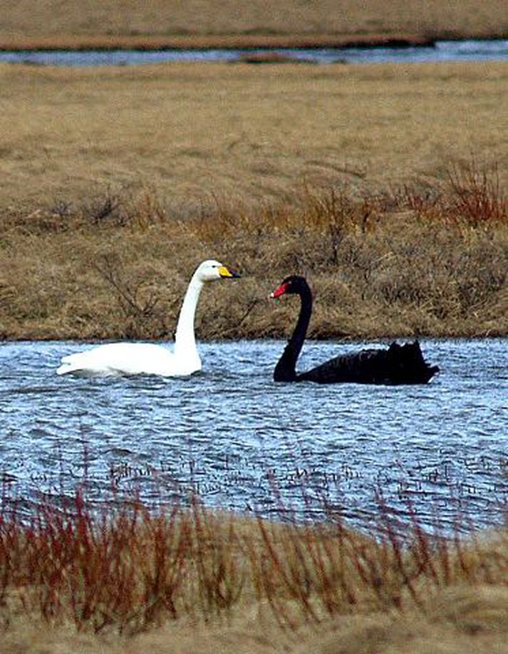 Heimkynni svartra svana eru í Ástralíu. Sá á myndinni er þó líklega ættaður af enskum herragarði.