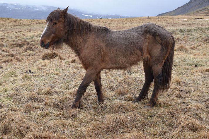 Eitt hrossanna var að sögn bóndans með hófsperru og því þarf að aflífa það. Hin segir hann að séu í góðu haldi en Steinunn fellst ekki á þau svör. 