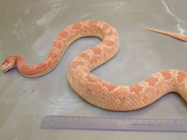 Kornsnákurinn var um meter að lengd.