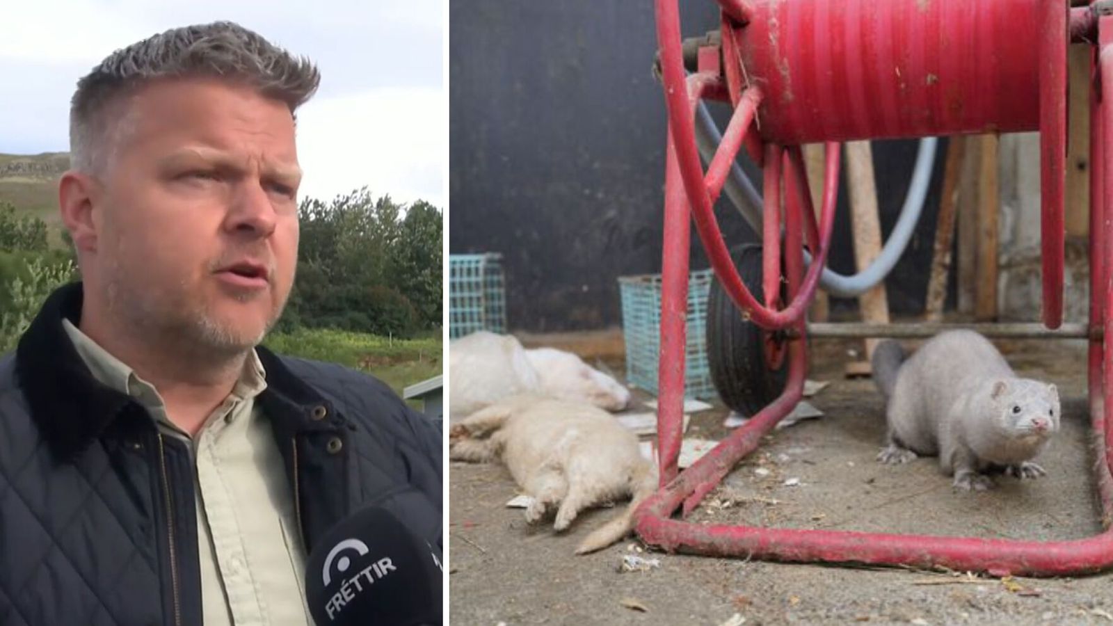 Mosfellsdalur minnti á víg­völl