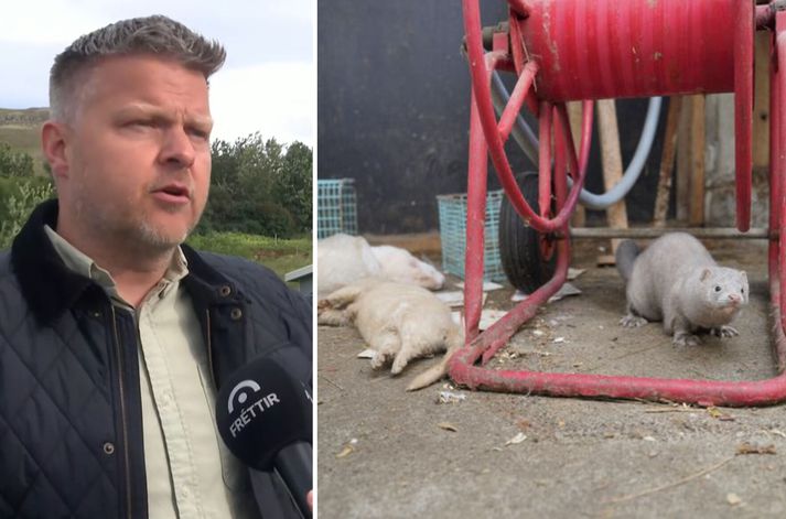 Innbrot í minkabú hefur líklega valdið dauða þúsunda minka. Bæjarstjóri Mosfellsbæjar hvetur þau sem sjá til minka til að láta vita í síma 525-6700. 