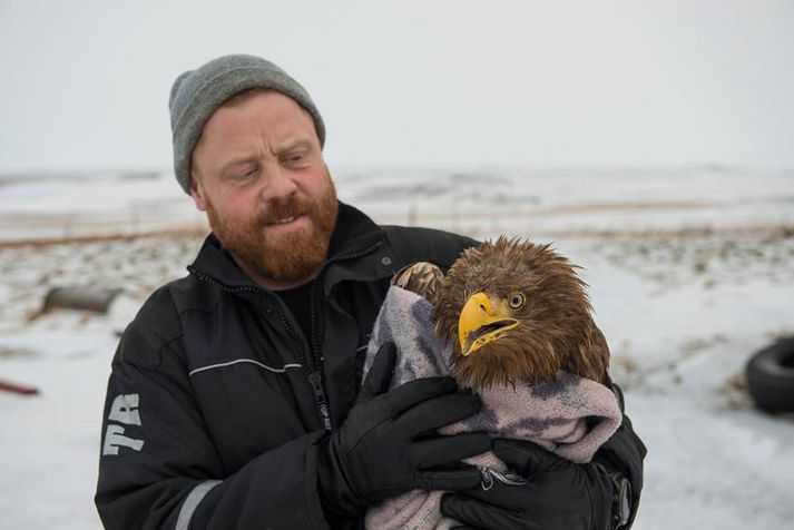 Örninn er elstur allra þeirra arna sem að fundist hafa á Íslandi.