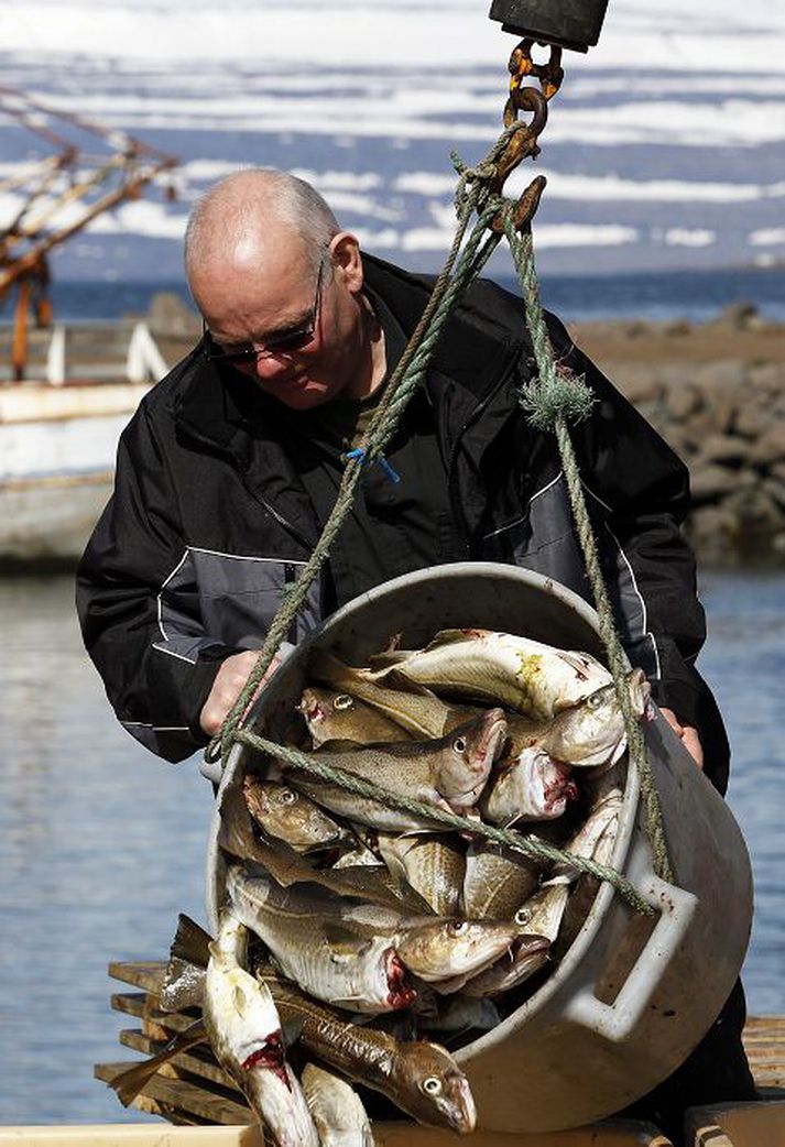 Verðmæti þorskaflans nam 19,8 milljörðum fyrstu fjóra mánuði ársins og jókst um 15,8 prósent frá fyrra ári.
fréttablaðið/stefán