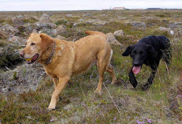 MÆÐGURFíkniefnahundurinn Ella í leik með dóttur sinni Clarissu. Sú síðarnefnda er á leiðinni til Steinars Gunnarssonar yfirhundaþjálfara.
