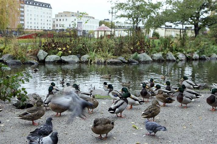 Dauð önd fannst í á í Svíþjóð um helgina. Hún drapst úr fuglaflensku en ekki er ljóst hvort um H5N1 afbrigðið er að ræða.
