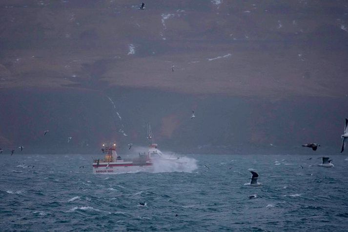 Síldveiðar smábáta gengu vel innan brúar í Kolgrafarfirði um helgina. Ekki hefur orðið vart við dauða síld í firðinum. Spáð er vætusömu og fremur hvössu næstu daga sem ætti að draga úr hættu á síldardauða. Tómas Freyr/Fréttablaðið