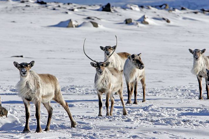 Héraðsbúar vilja stjórn að yfir hreindýrum verði á Austrurlandi með efldu hreindýraráði.