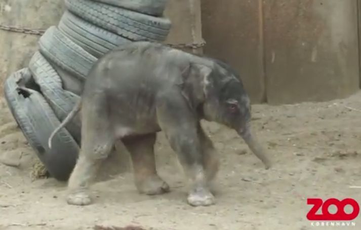 Kálfurinn kom í heiminn klukkan 4:24 að staðartíma í nótt.