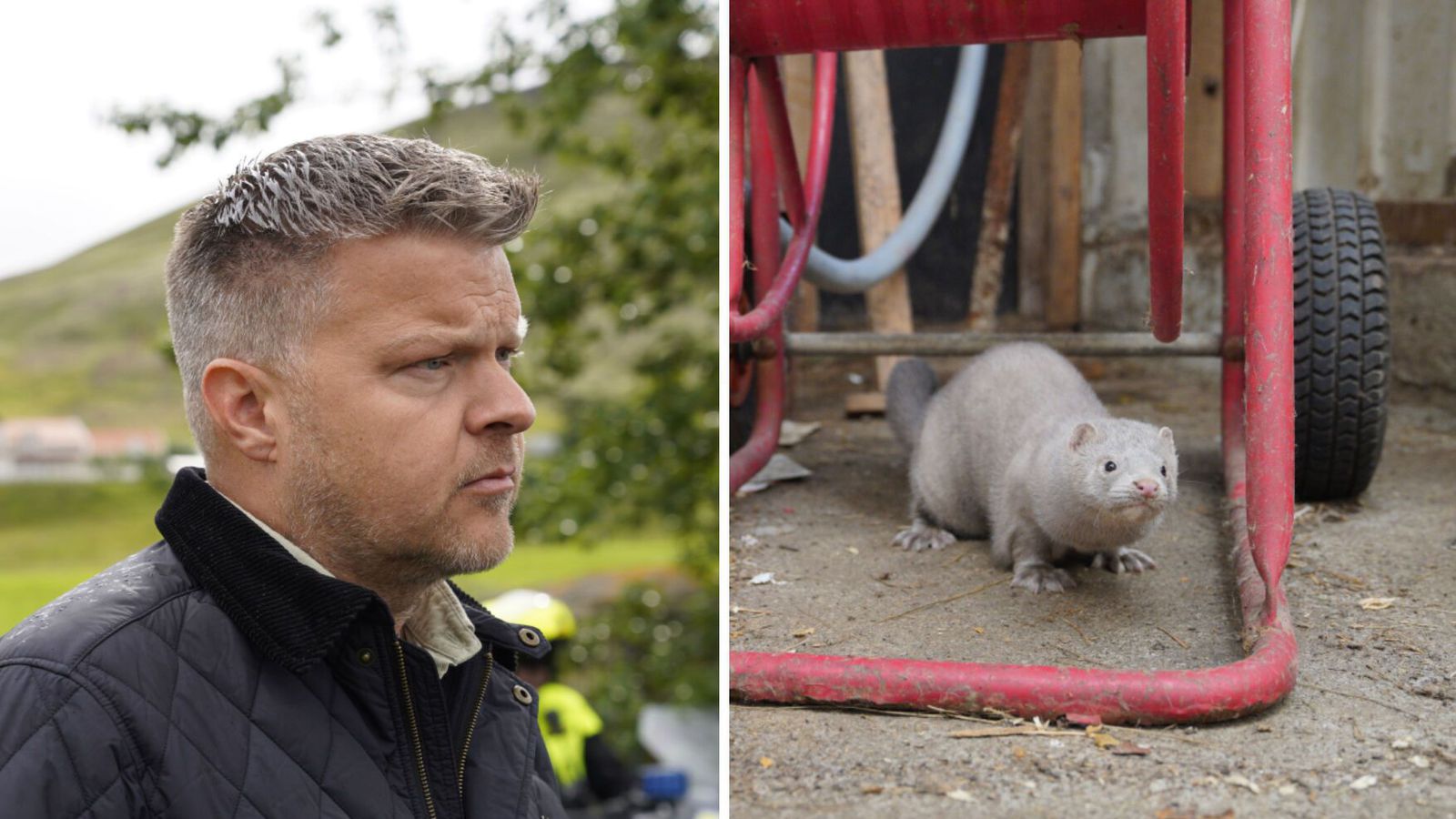 Minkur í Vest­manna­eyjum til­kynntur til Mos­fells­bæjar