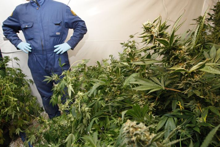 Lögreglan upprætir kannabisverksmiðju. Mynd/ Stefán.