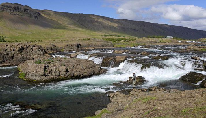 Laxinn er mættur í Laxá í Kjós