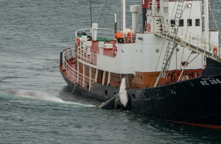 Hvalbátur Hvals ehf við hvalveiðar í Hvalfirði.