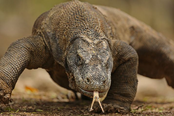 Um 5,700 Komododrekar eru á Komodoeyju.