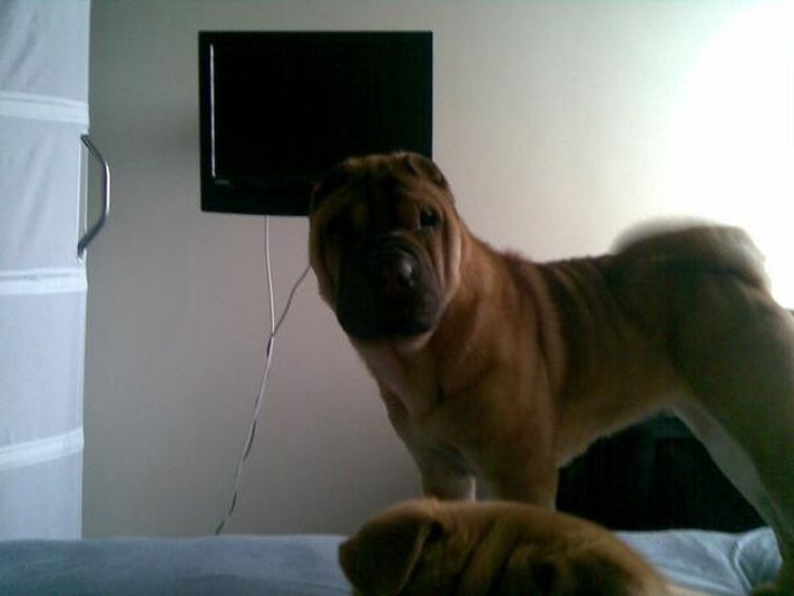 Eigendur Golu leituðu hennar ákaft.