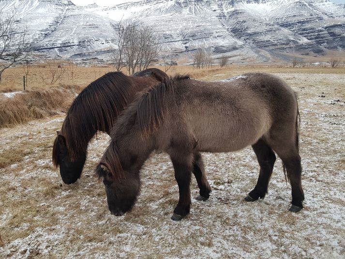 Lán (fremra hrossið) á beit með félaga sínum.