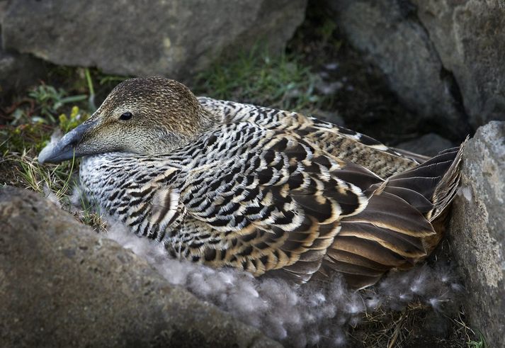 Um tvö hundruð þúsund krónur fást fyrir kíló af hreinum dún.