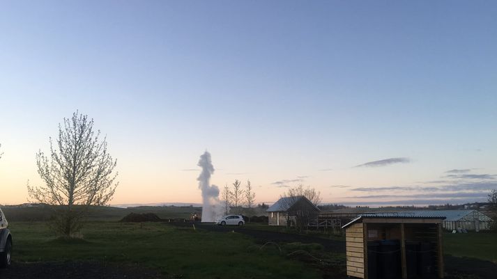 Goshverinn á Reykjavöllum.