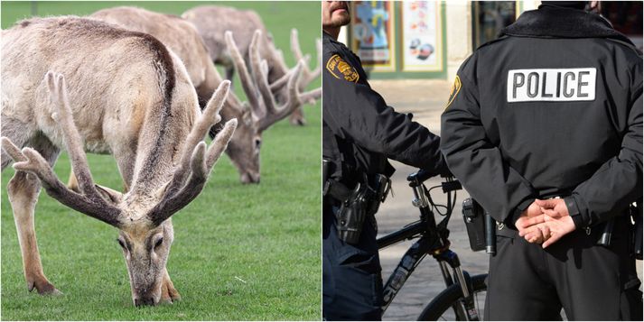 Lögreglan í Texas mætti á vettvang þar sem dádýr hafði "brotist inn" í hús.