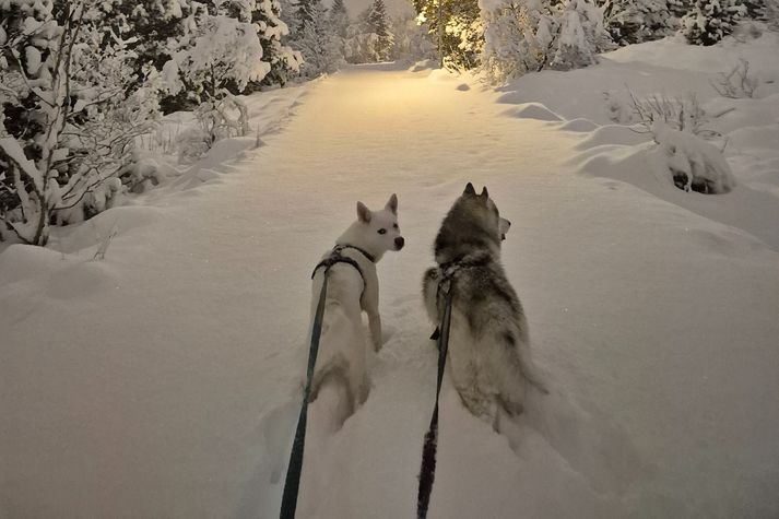 Þessir husky-hundar njóta þess að hlaupa um í snjónum.