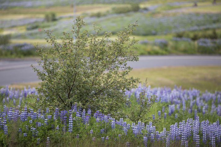Alaskalúpínan telst vera ágeng, framandi tegund í íslenskri náttúru.
FRÉTTABLAÐIÐ/ERNIR