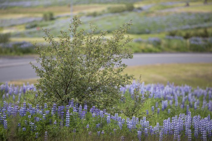 Það má með sanni segja að lúpína kljúfi þjóðina í tvennt. Annaðhvort er hún hin mesta plága eða gjöful landgræðsluplanta. 