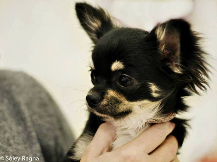 Lóa var að leika við annan hund niðri við Ægisíðu þegar þriðji hudurinn kom að og þá fældist Lóa litla frá. Hún sást hlaupa upp Dunhaga í Vesturbæ Reykjavík, en síðan hefur ekkert til hennar frést.