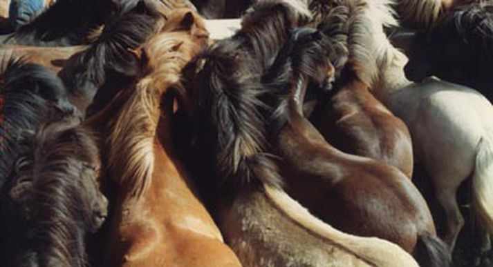 Myndin tengist ekki þessari frétt.