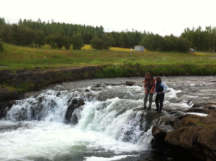 Theodóra bar sig fagmannlega í ánni í morgun.