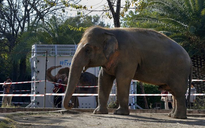 Kaavan hefur verið einn um árabil og er sagður þurfa ýmiskonar hjálp.