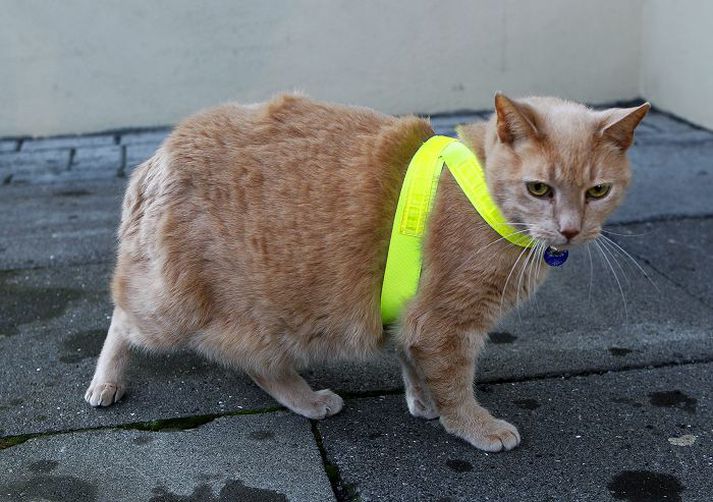 Húskötturinn í Kattholti er alltaf með endurskinsmerki.