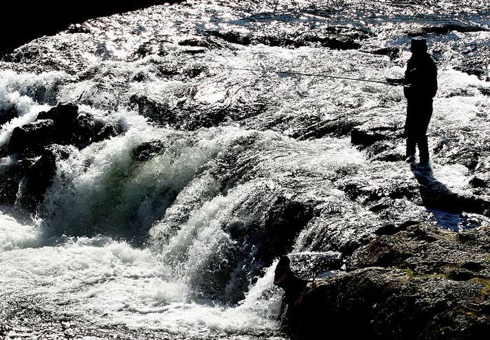 Veitt við foss Síðasta sumar veiddist meira á hverja stöng í Elliðaánum en Laxá á Ásum. Stangardagurinn á besta tíma í Laxá á Ásum kostar um 470 þúsund krónur en 35 þúsund í Elliðaánum. Myndin er tekin í Elliðaánum. Fréttablaðið/GVA