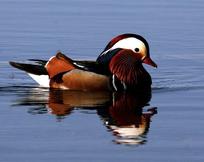 Öndin hafði það náðugt á Narfastöðum í tvær vikur en er nú flogin á aðrar slóðir.