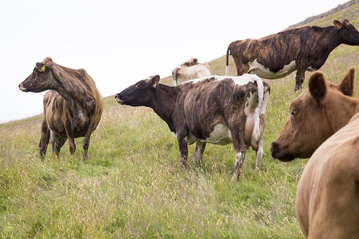 Langstærstur hluti bænda fer vel með dýr sín en taka þarf hart á svörtum sauðum að mati DÍS.