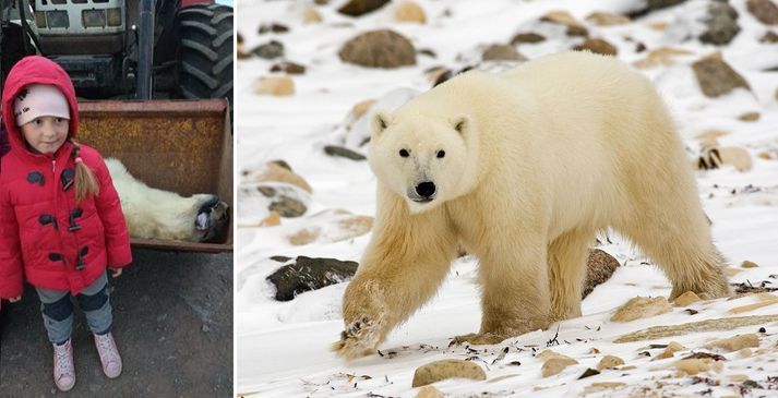 Það var merkileg upplifun fyrir börnin á bænum að fá að vaka lengur vegna þess að hvítabjörn kom á land við heimili þeirra. Myndin til hægri er úr safni.