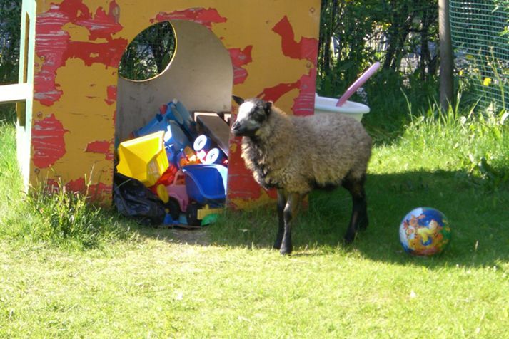 Sólveig gaf lambinu aldrei nafn en það er nú komið til eiganda síns eftir að hafa verið á flakki í fjóra eða fimm daga