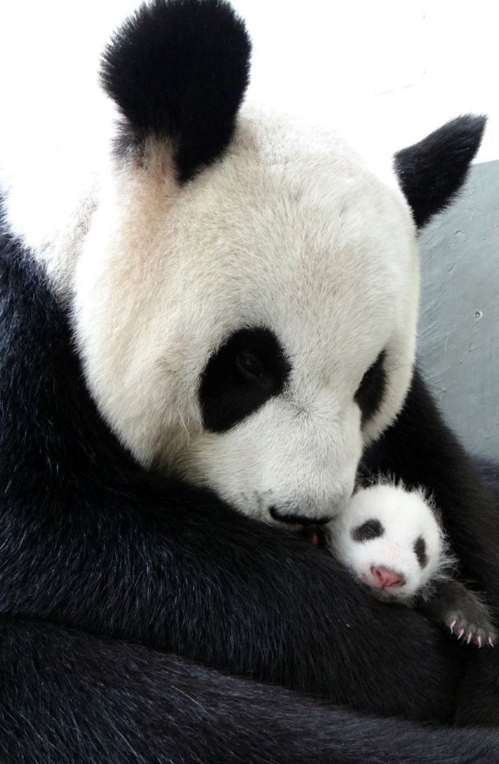 Pandan Yuan Yuan byrjaði að gefa húni sínum brjóst í dag.